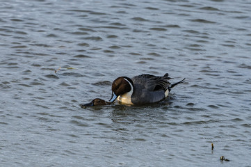 Northern Pintail Mating