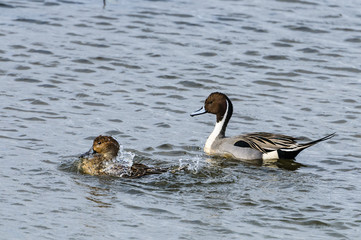 Northern Pintail Mating