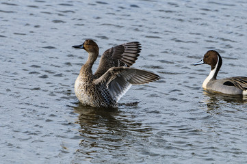Northern Pintail Mating