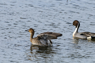 Northern Pintail Mating