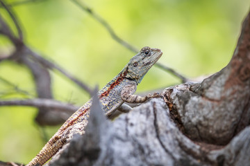Southern tree agama on a branch.