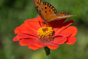 Agraulis vanillae Gulf Fritillary butterfly on dahlia 1