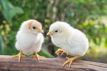 Chicks morning sun