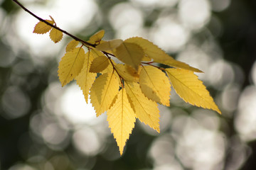 Golden branch, autumn leaves