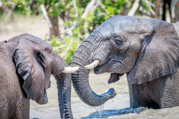 Fototapeta premium Two African elephants playing in water.