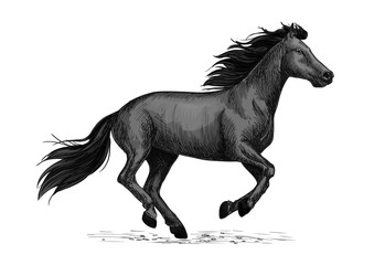 Obraz na płótnie Canvas Black horse runs sketch for equine design