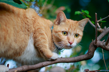 thai cat on tree
