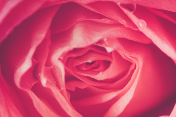 Close up of beautiful  rose flower background