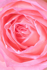 Fototapeta na wymiar Close up of beautiful rose flower background