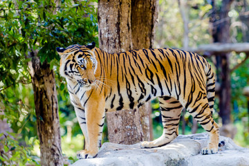 Bengal Tiger