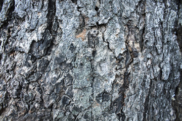 Wood texture background, old wooden panels close up. Grunge retro vintage textured image. Vertical stripes
