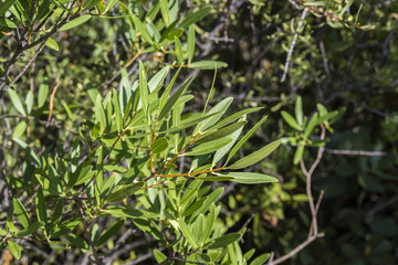 Fototapeta premium Foliage of Phillyrea angustifolia. It is a species in the family Oleaceae native to the Mediterranean region. Photo taken in Ciudad Real Province, Spain.