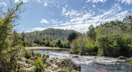 Fototapeta na wymiar River bank in a pine forest