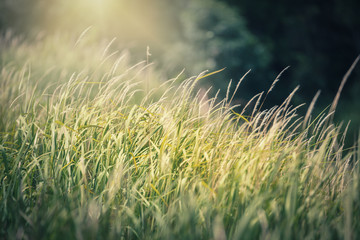 Obraz na płótnie Canvas Green grass with warm yellow sunlight