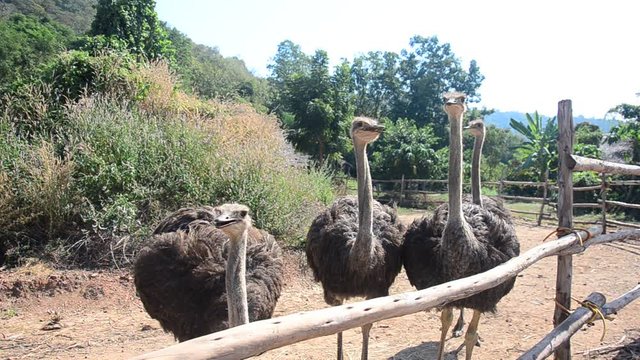 Ostriches or common ostrich or Struthio camelus relax in farm at outdoor in Kamphaeng Phet Province, Thailand