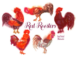  Red Roosters. Watercolor Illustration