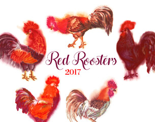   Red Roosters. Watercolor Illustration