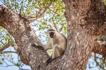 Vervet monkey sitting in a tree.