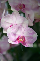 Fototapeta na wymiar Purple orchids / Tropical orchids / Thai orchids