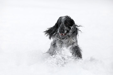 english cocker spaniel dog playing in snow winter