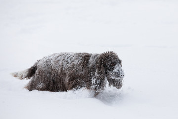 Obraz premium english cocker spaniel dog playing in snow winter