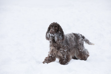 english cocker spaniel dog playing in snow winter