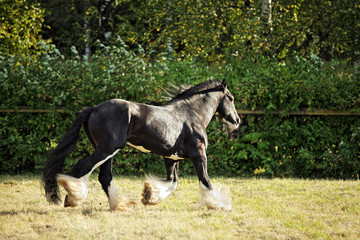 Heavy draft horse shows a lively trot.