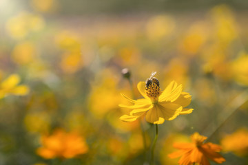 Bee on yellow cosmos flower over blurred garden with outdoor day light