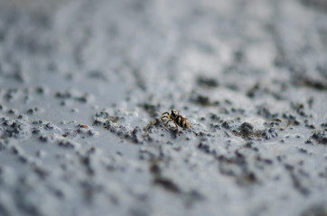 Tiny spider making a crawl