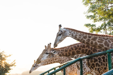 Giraffe with a long neck eating tree leafs
