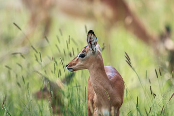 Side profile of a baby Impala.