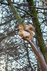 Squirrel ordinary, orange, sitting in a tree and eats. Near the small bird tit. Cold season. Park zone. Forest.