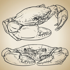 Crab drawing on vintage background. Hand drawn seafood illustrat