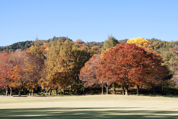 Obraz premium 秋の公園