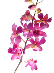 Naklejka na ściany i meble beautiful pink orchid flower bud isolated on white background