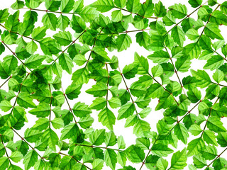 Fototapeta na wymiar green leave texture natural background