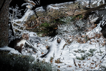 Fototapeta premium Marten in the nice nature habitat from camera trap, nocturnal animals, european wildlife, nature and wilderness, camera trapping in europe