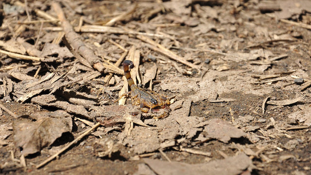 Scorpion on dry ground