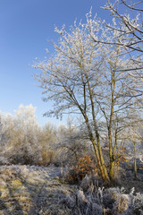 Fairytale snowy winter countryside with blue Sky in Bohemia, Czech Republic