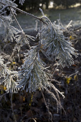 Fairytale snowy winter countryside with frosted icy Trees and Plants