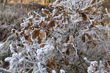 Fairytale snowy winter countryside with frosted icy Trees and Plants