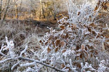Fairytale snowy winter countryside with frosted icy Trees and Plants