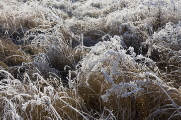Fairytale snowy winter countryside with frosted icy Trees and Plants