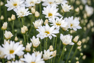 White chrysanthemum flowers