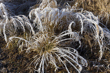 Fairytale snowy winter countryside with frosted icy Trees and Plants