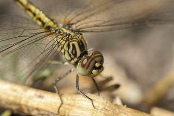 Dragonfly, close up, Namibia