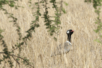 northern black korhaan (Afrotis afraoides), male, Namibia