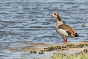 Egyptian goose (Alopochen aegyptiacus)
