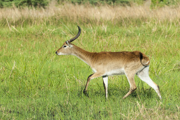 Naklejka na ściany i meble Letschwe Antilope (Kobus leche) in Botswana