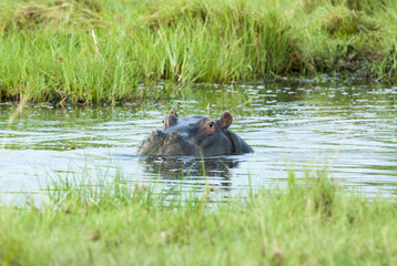 common hippopotamus (Hippopotamus amphibius), or hippo, Botswana